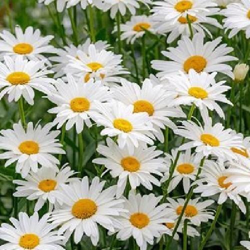 1,000 Shasta Daisy Flower Seeds Chrysanthemum Maximum Perennial All US Zones