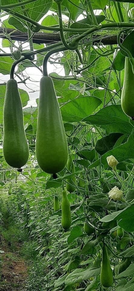 Bottle Gourd Seeds | Calabash Gourd, 20 Ct, Long Bottle Rare Seeds Hat Bau Xi
