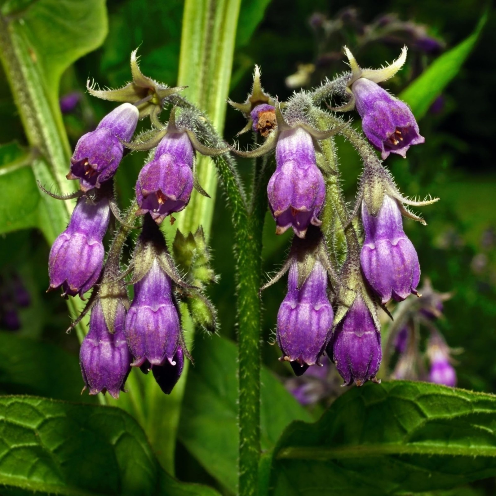 100 Symphytum Officinale Comfrey Seeds – Perennial Purple