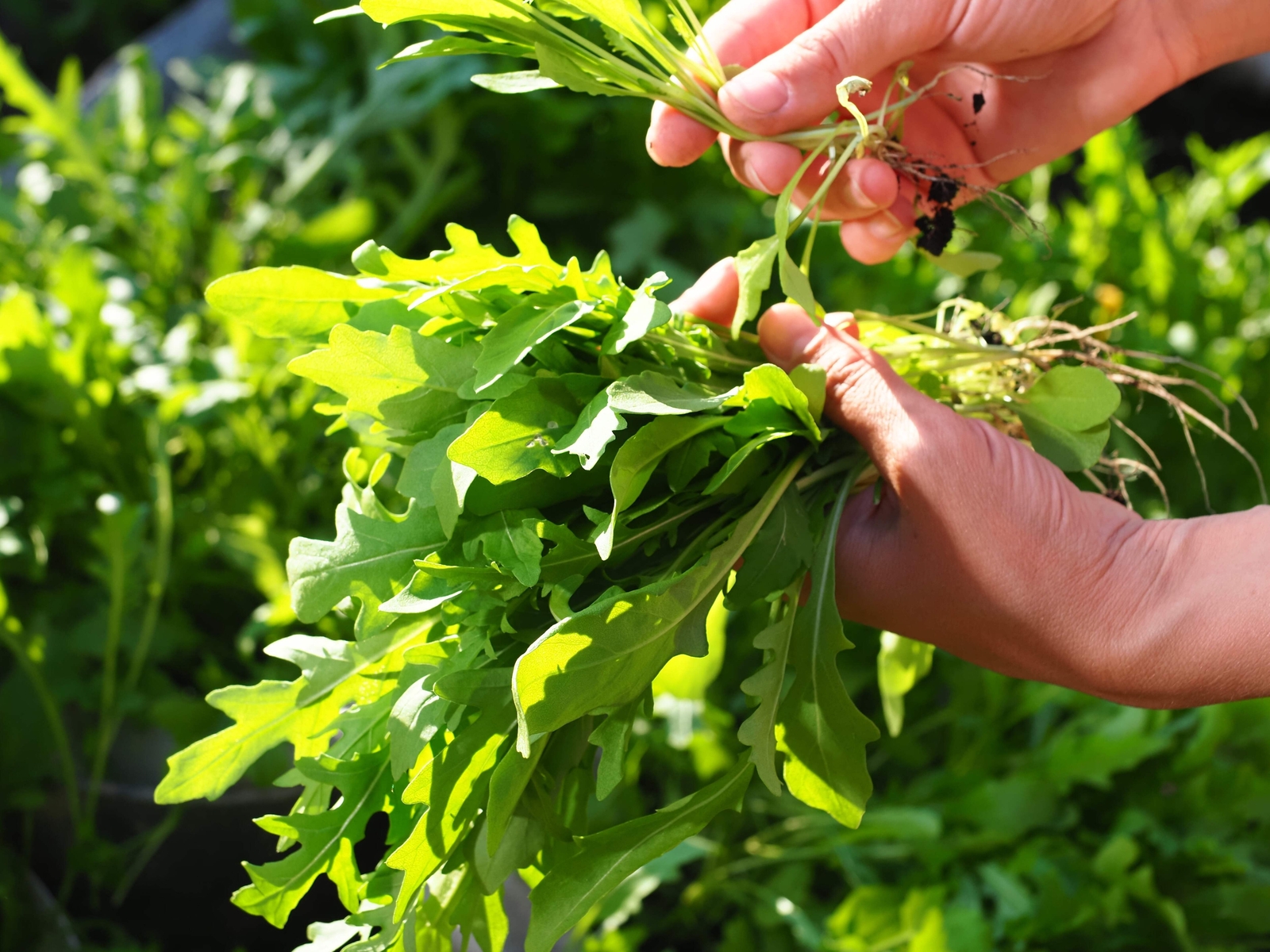 2000 ROQUETTE ARUGULA Rocket / Rucola / Rugula Eruca Vegetable Herb Seeds