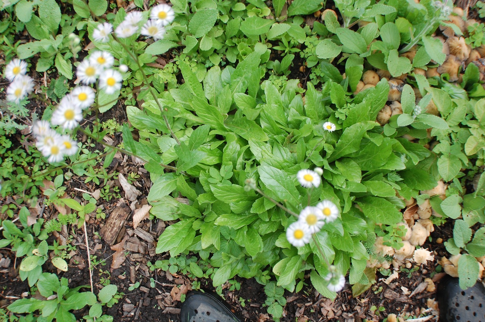 1/4 TSP + PHILADELPHIA FLEABANE DAISY SEEDS/Erigeron philadelphicus/NATIVE US