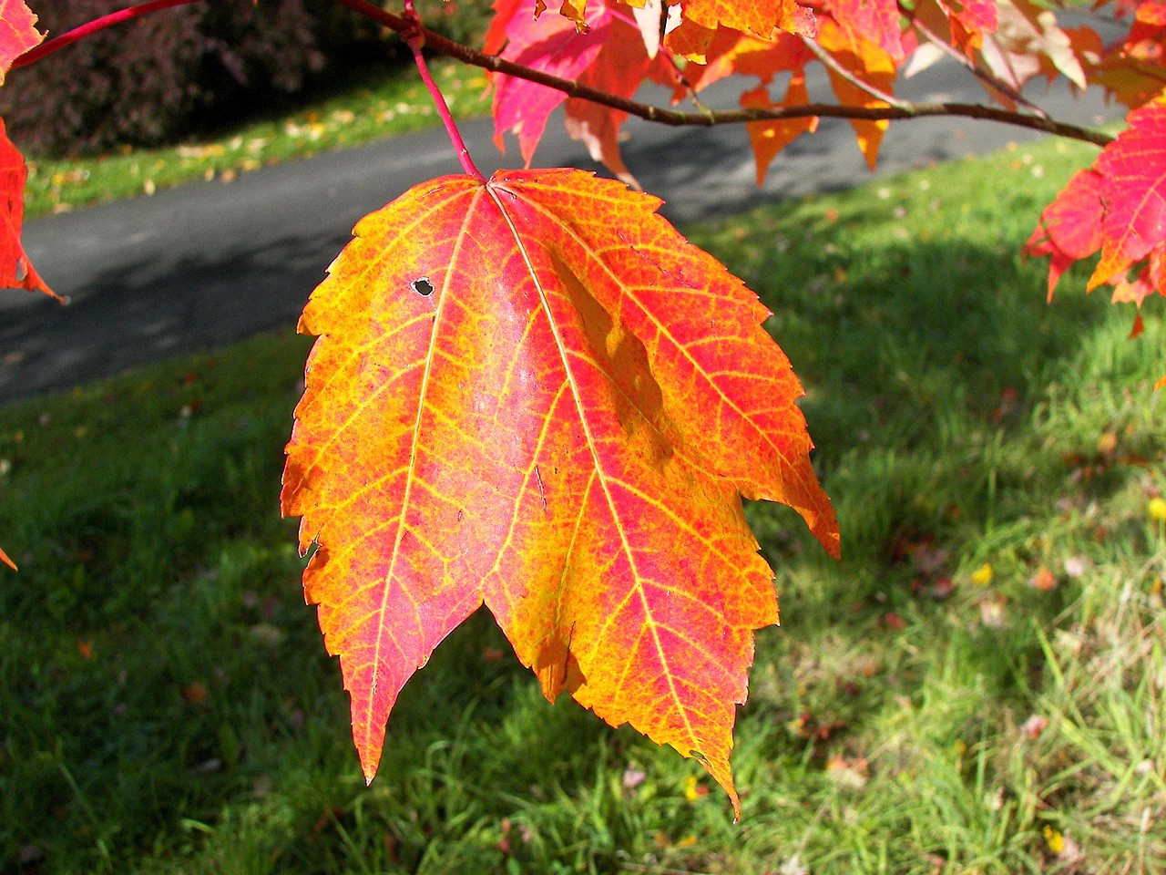 Red Maple Tree Seeds – For 2025 Planting Acer Rubrum Illinois Scarlet Canadian
