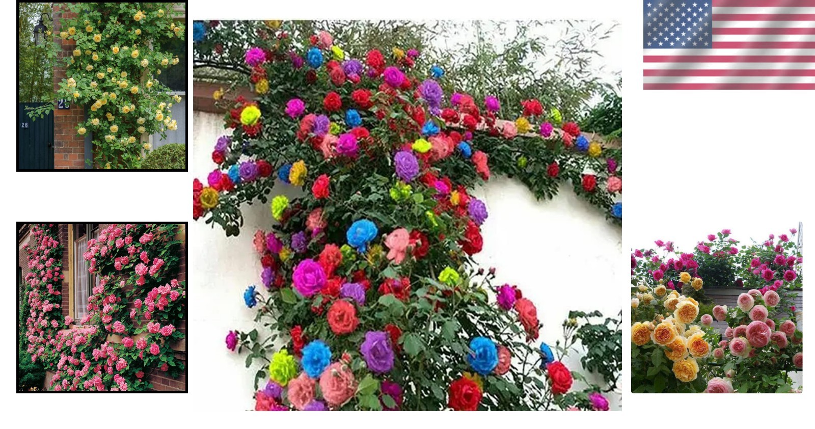 200+ Mix Climbing Rose Seeds – Vibrant, Long-Blooming Outdoor & Indoor Orname…