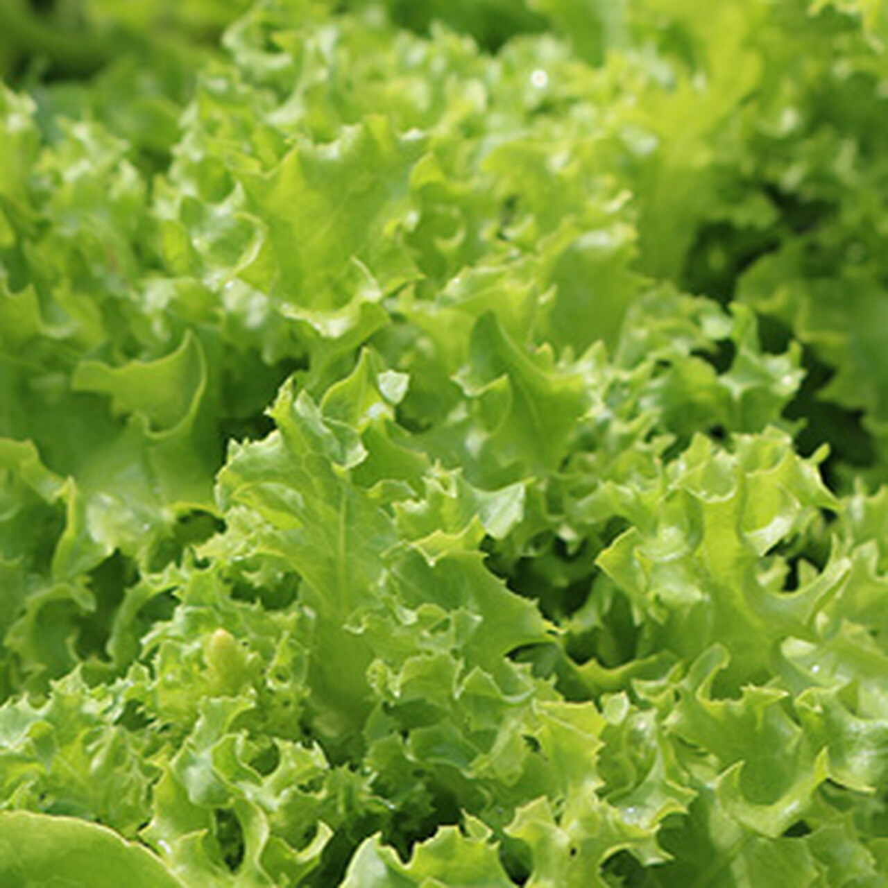 Tango Leaf Lettuce Seeds 600+ Vegetable Garden Heirloom NON-GMO US FREE SHIPPING