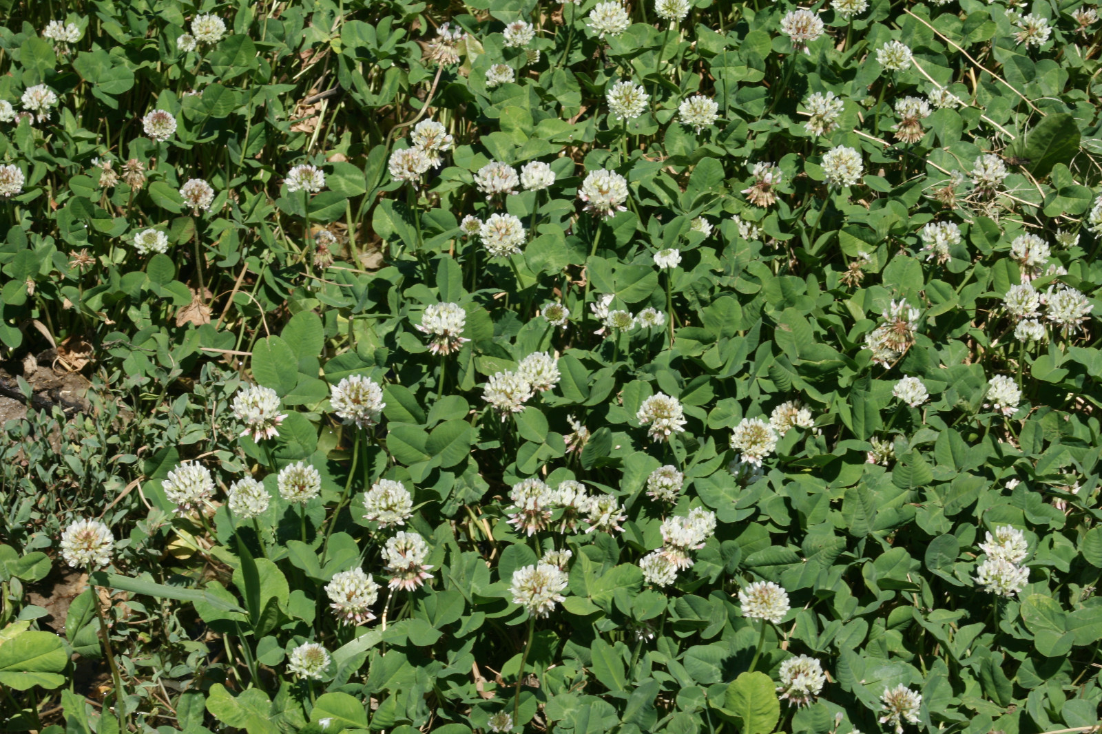 WHITE DUTCH CLOVER SEED * COVER CROP * PERENNIAL LEGUME * LOW GROWING *10K BULK