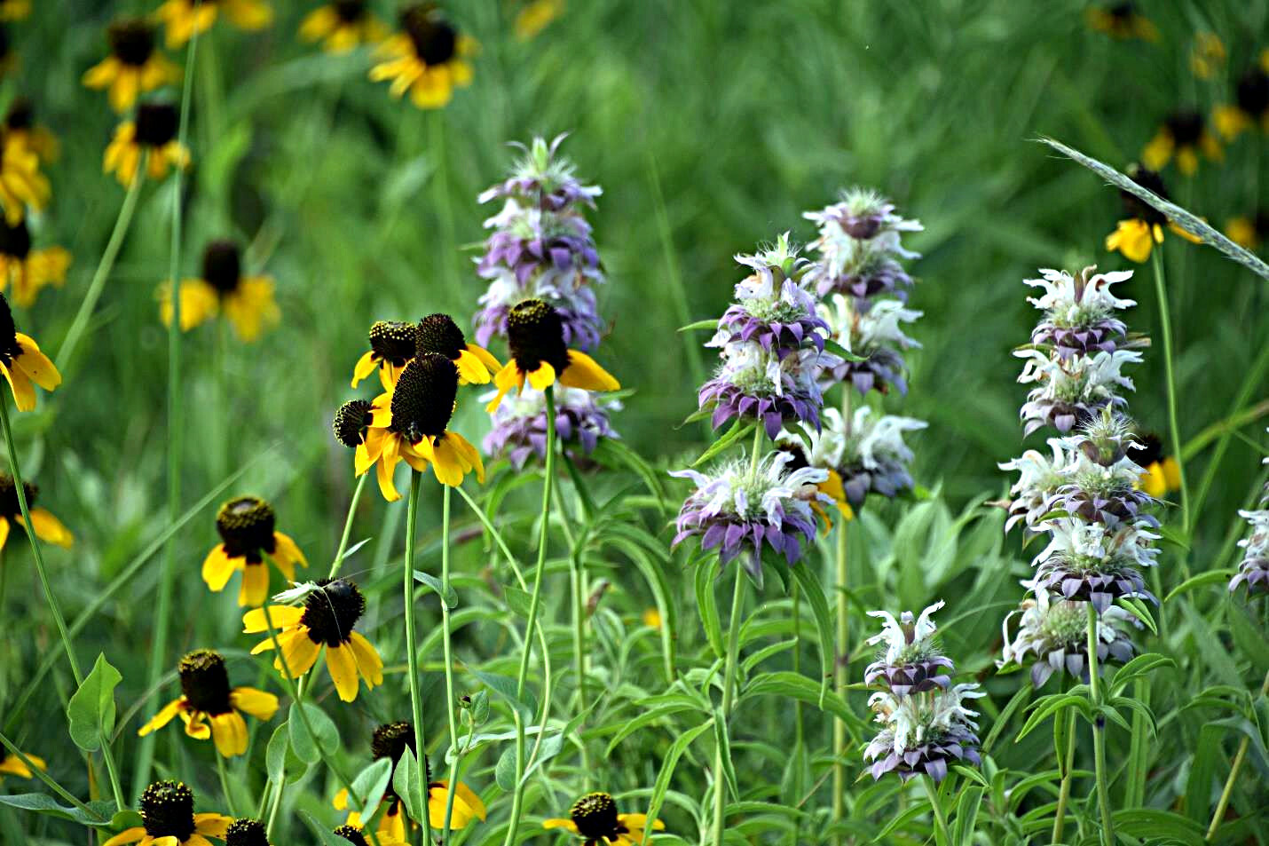 1001+CLASPING Yellow CONEFLOWER Seeds Native Wildflower Pollinators Cut Flowers