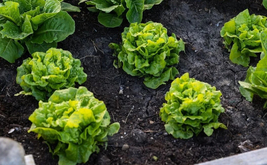 Tom Thumb Butterhead Lettuce Seeds | Lactuca Buttercrunch Bibb Leaf Greens 2024