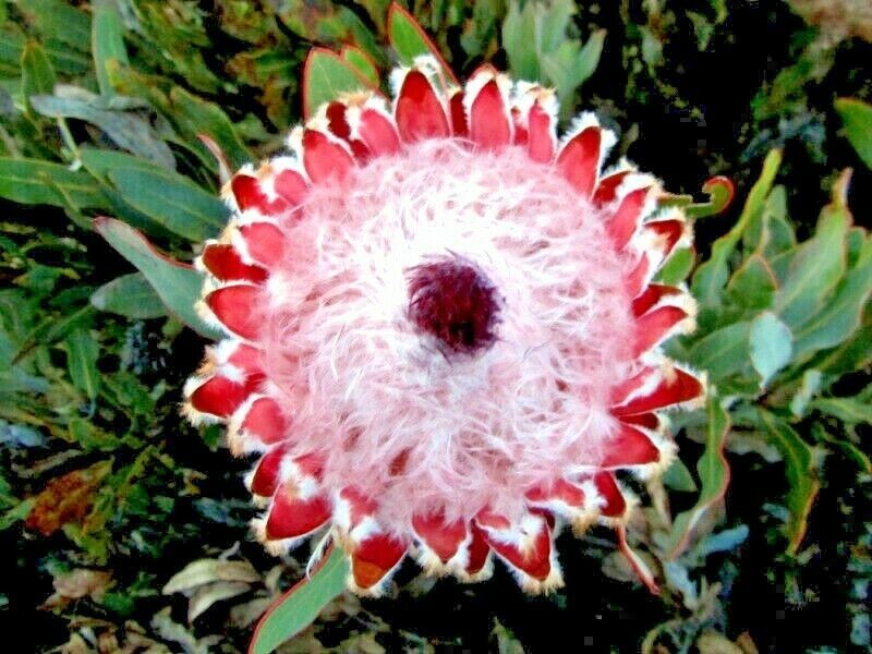 10 Queen (Protea magnifica) Seeds Rare South African “Woolly Beard” Flower