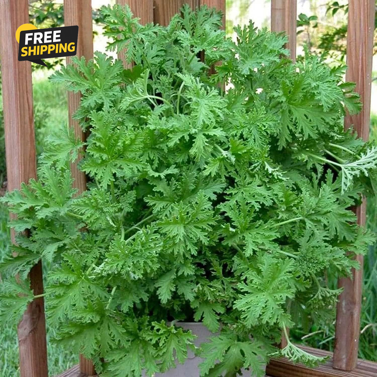 1500 Citronella Plant Seeds Citronella Plant Seeds Home Heirloom Garden Perennia