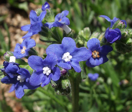 BUGLOSS BLUE ANGEL Anchusa Capensis – 500 Bulk Seeds