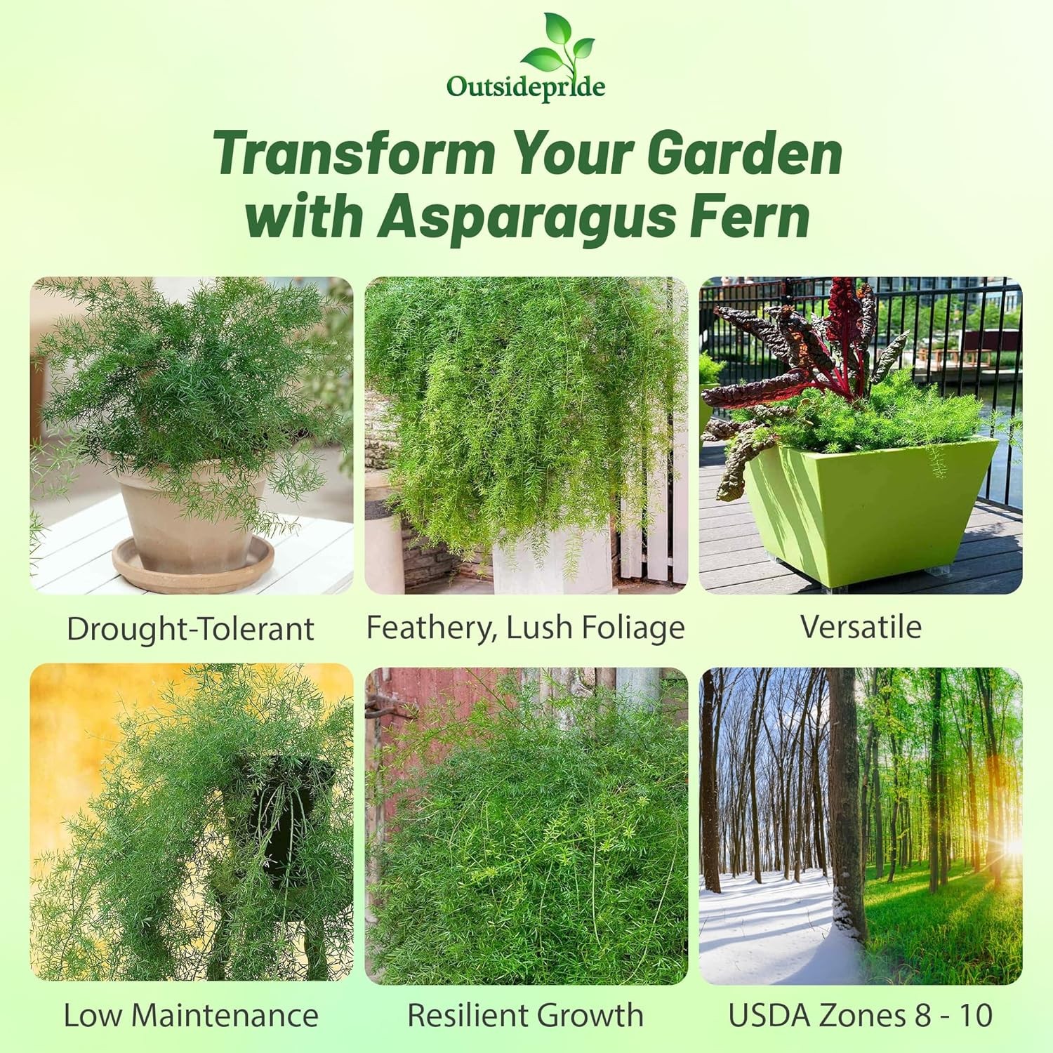 200 Seeds Asparagus Fern Drought Tolerant Garden Flower Plant Seed