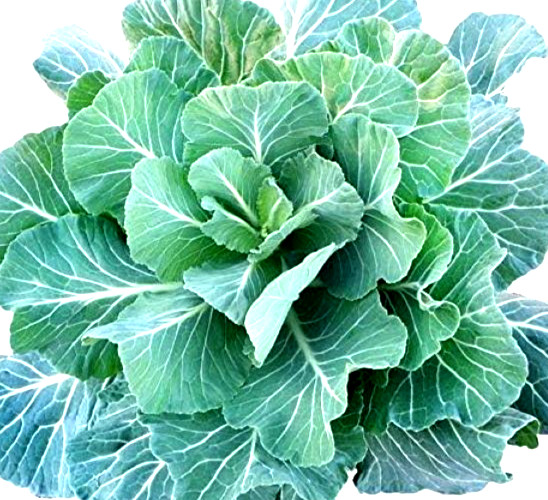 Vates Collard Seeds 100+ Seeds BUY 4 GET FREE SHIPPING!!!!!!!!!!!!!