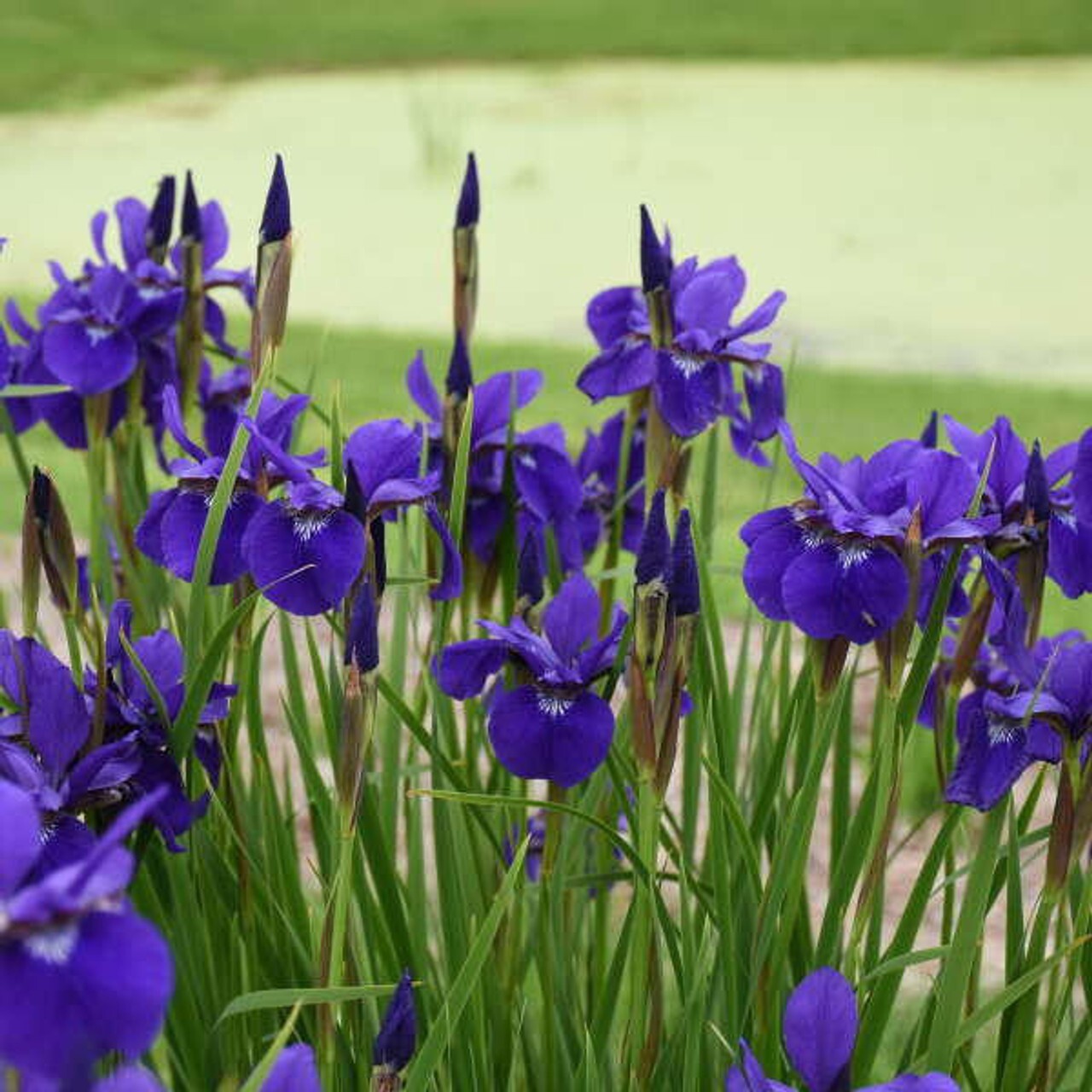 1 – CAESAR”S BROTHER SIBERIAN IRIS Rhizomes BareRoot * Violet Flowered Perennial