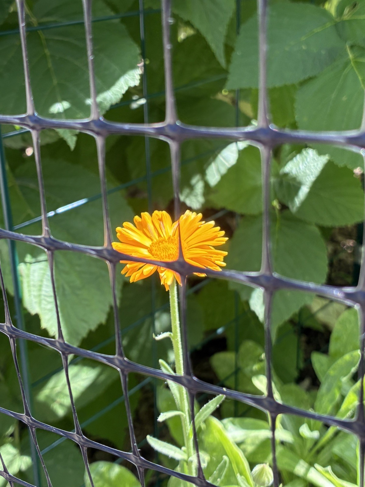 Calendula/Pot Marigold: Mixed Types- Great For Salves, Cut flowers-50 seeds
