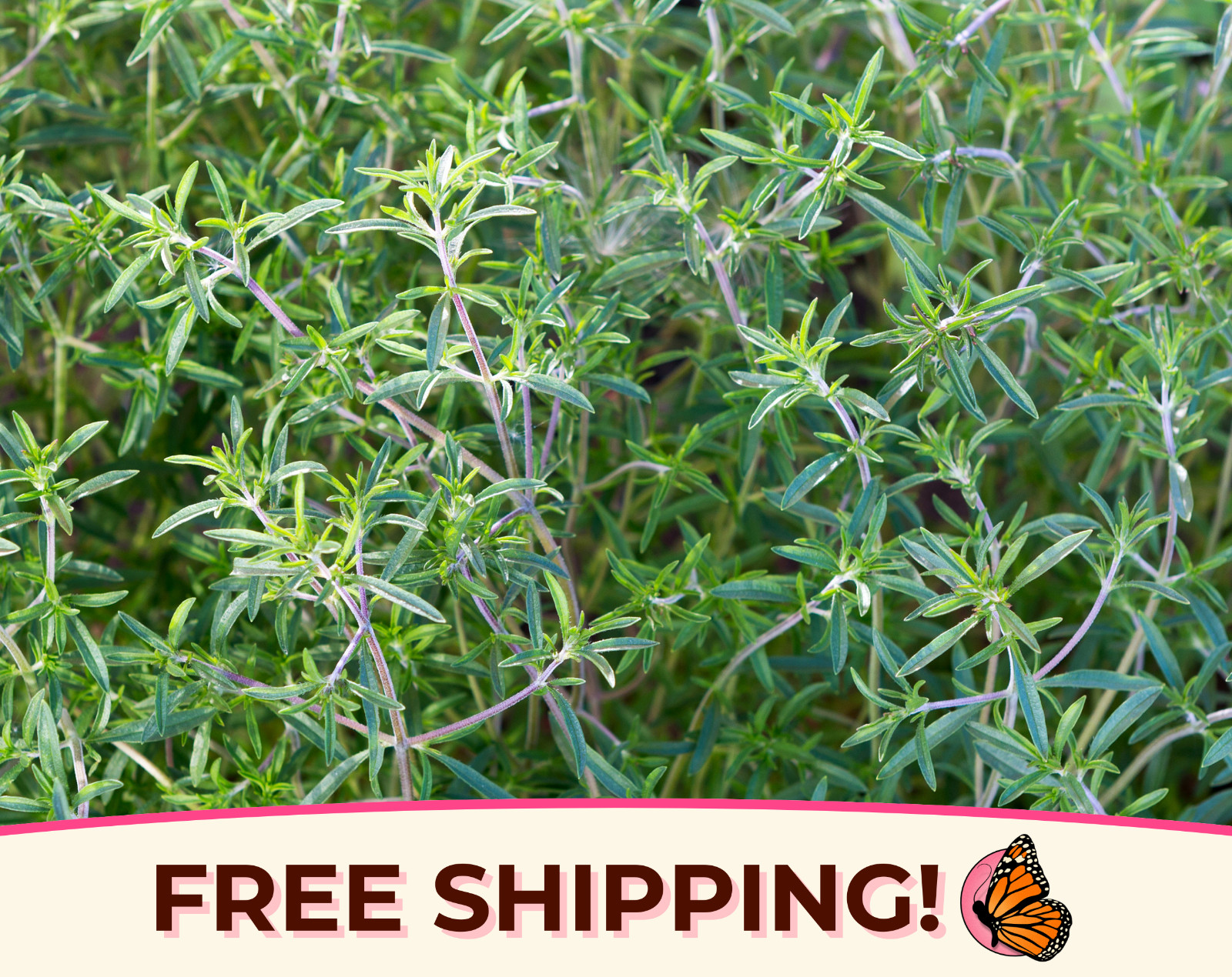 5300+ Summer Savory Seeds | Heirloom, Non-GMO, Herb Gardening Plant Seed Packet