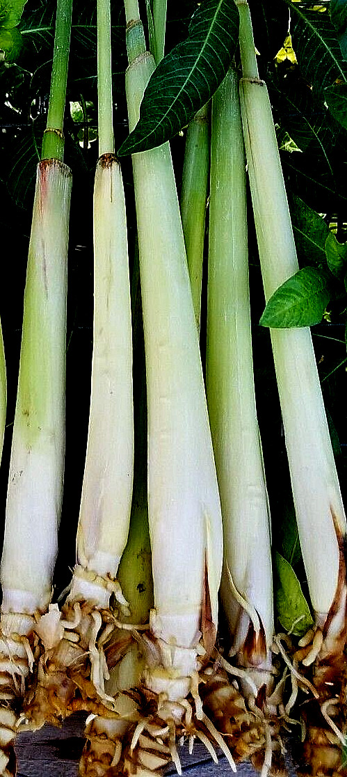 6 Lemongrass Stalks/Plugs – Live Organic Cymbopogon Plant,Rooted Lemon Grass