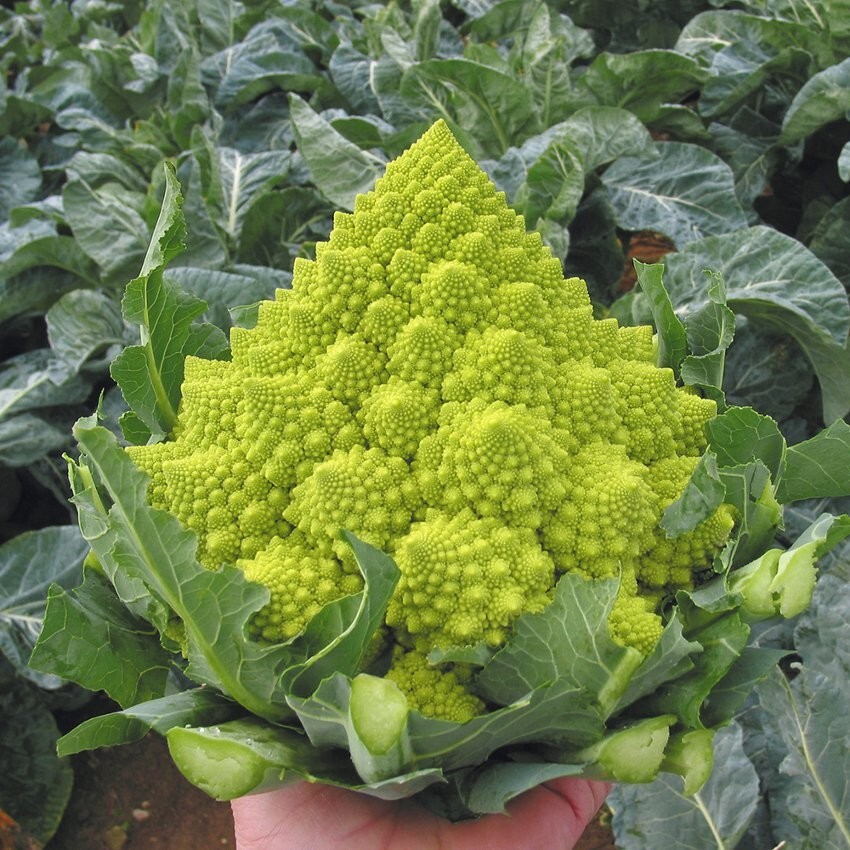 200+ Romanesco Broccoli Seeds – NON GMO — HEIRLOOM – ORGANIC — FRESH