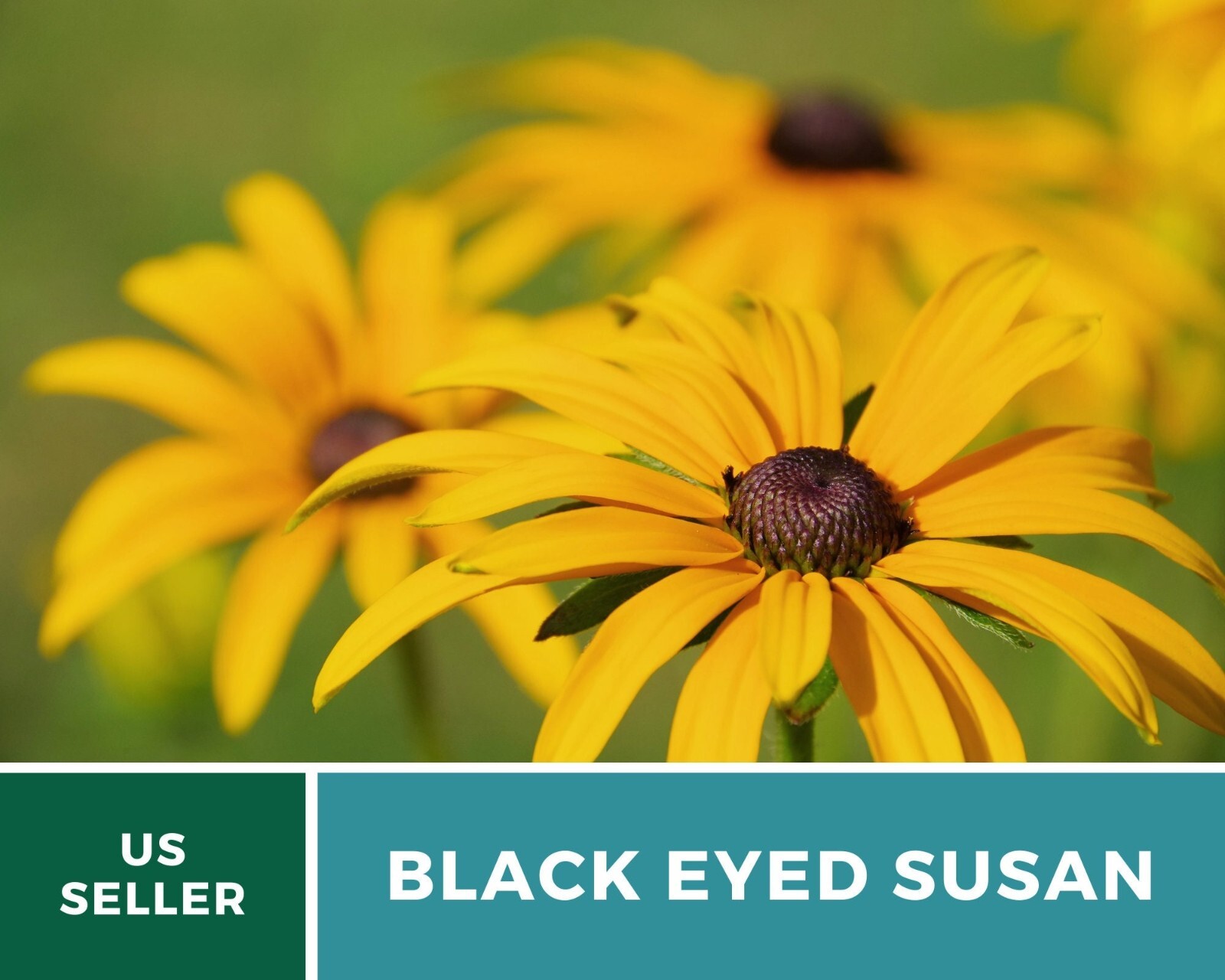Black-Eyed Susan – Heirloom Seeds – US Native Wildflowers (Rudbeckia hirta)