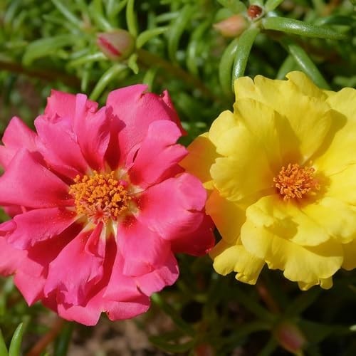 Mixed Color Portulaca Seeds – 20,000 Double Moss Rose Heirloom Flower Seeds for