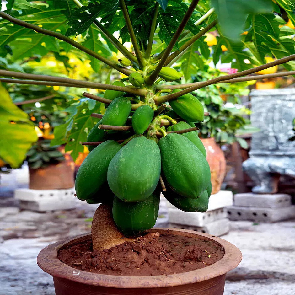 40 RARE “Dwarf Solo Waimanalo Tree Seeds” (Carica Papaya) Fast Fruit Houseplant