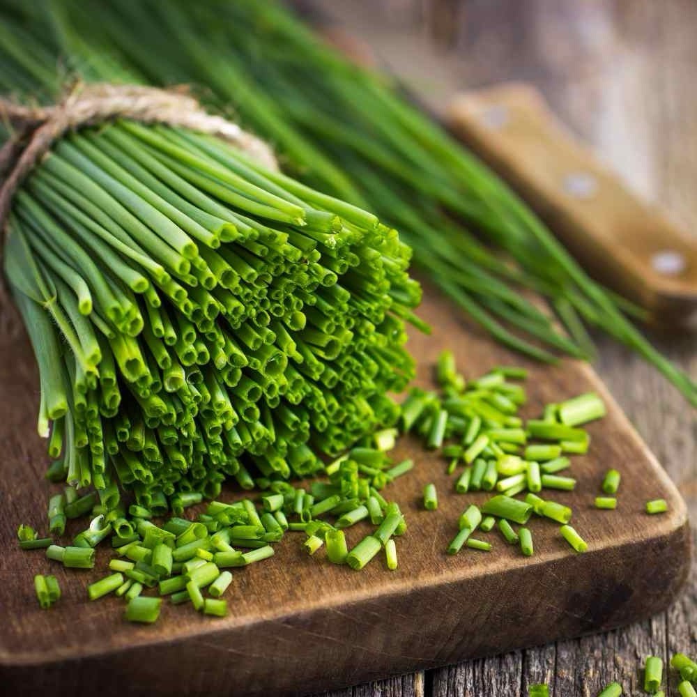 250 CHIVES SEEDS (Allium schoenoprasum) -GREEN ONION NON-GMO | Aromatic Herbs US