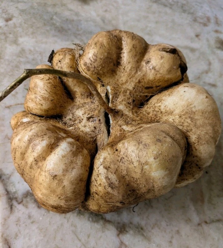 Jicama Seeds/Mexican Yam Bean Root, Organic x 25