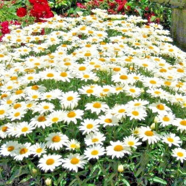 301+SILVER PRINCESS Seeds Dwarf Shasta Daisy Cut Flowers Container Garden Easy