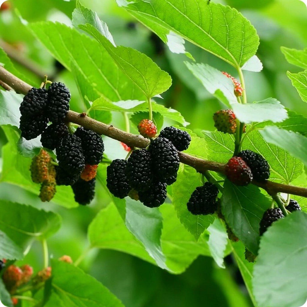 10 Black Mulberry Tree Seeds