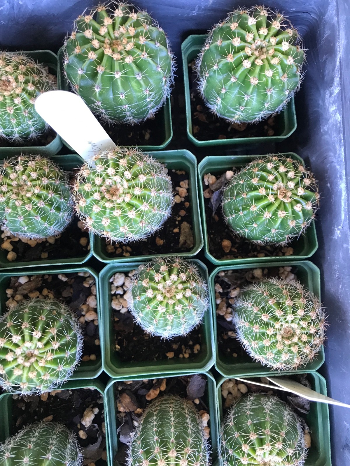 Echinopsis hybrid, ‘Tropic Sunset”, a Harry Johnson hybrid, Cactus Succulent