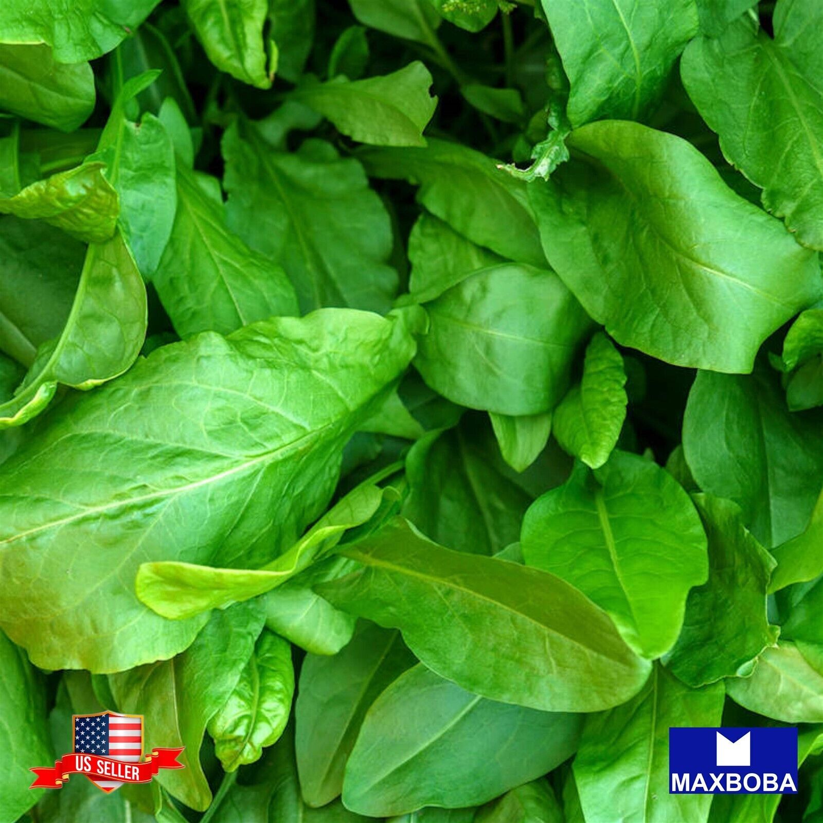 Marjoram Sweet 720 Seeds Large Leaf Sorrel Non-GMO HeirloomBTGO 75% OFF