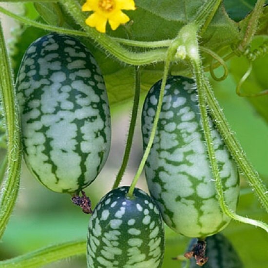 Mexican Sour Gherkin Cucumber Cucamelon Seeds (25) / SUPER RARE / EASY
