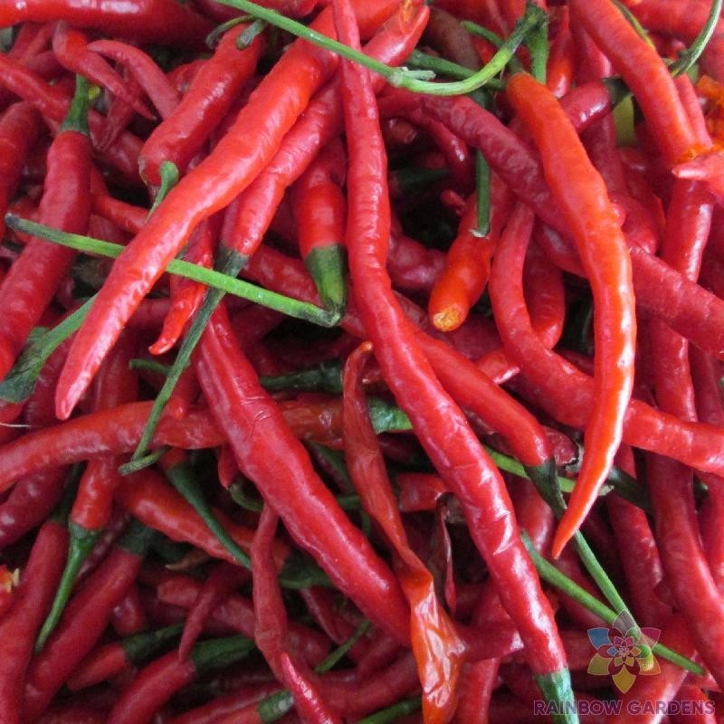 25+ Cayenne Long Red Thin Hot Pepper Seeds for Garden – USA – FREE SHIPPING!
