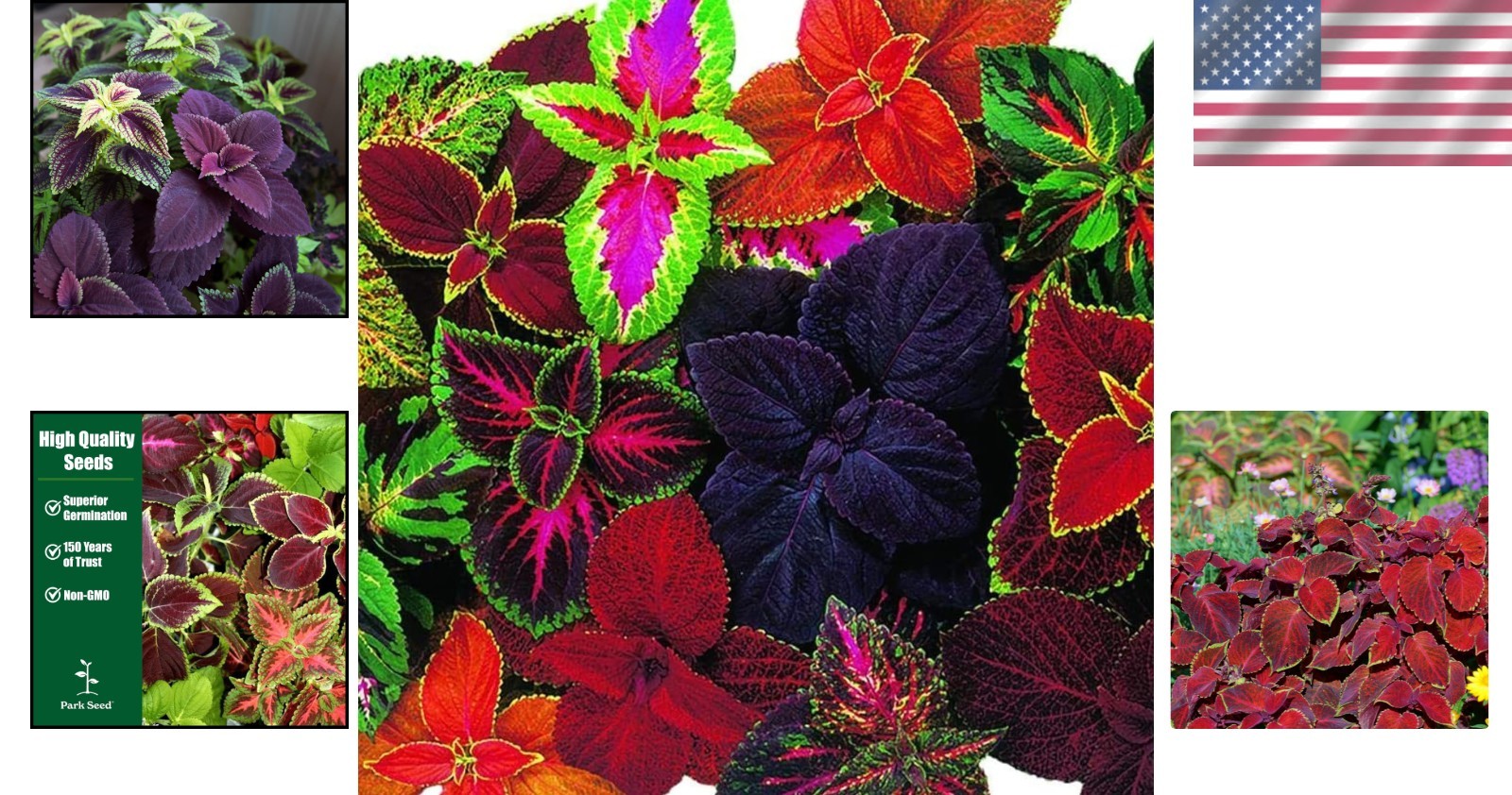 Giant Exhibition Coleus Seeds – Vibrant Mix for Indoor & Outdoor Gardens, Pac…