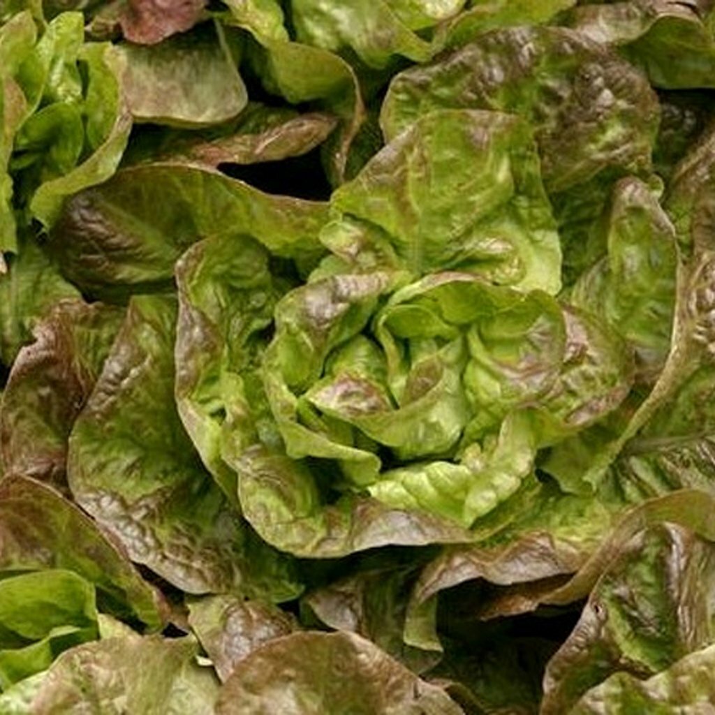 Bronze Mignonette Lettuce Seeds 600+ Vegetable NON-GMO USA SELLER FREE SHIPPING