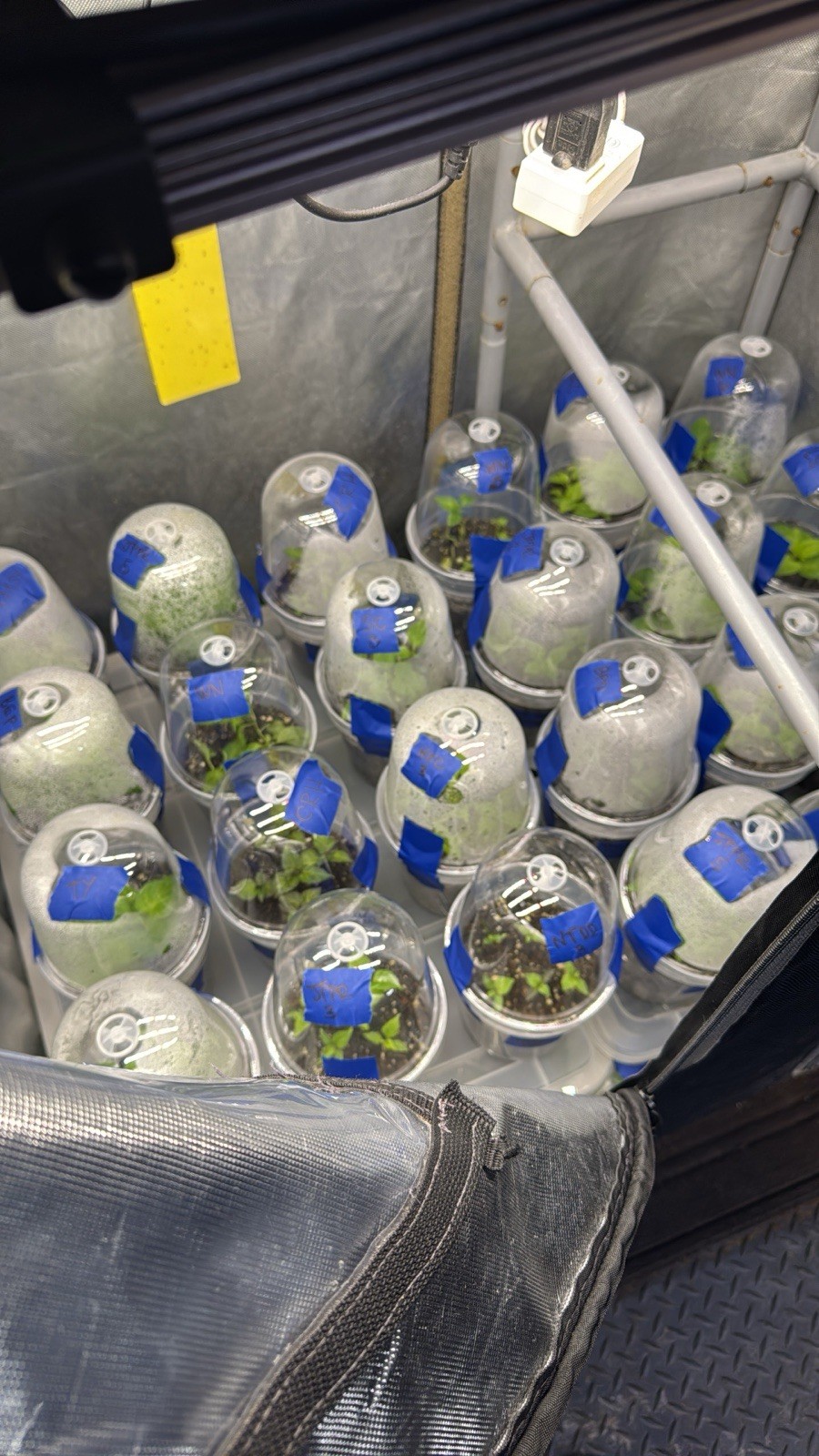 All Varieties!! 5 Pepper Plants!! 1 Type Per Container!! Ready To Ship!!