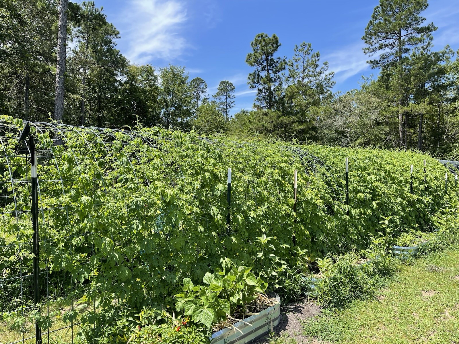 20+ Philippine Long Ampalaya- Organic Heirloom Bittergourd, Bittermelon Seeds