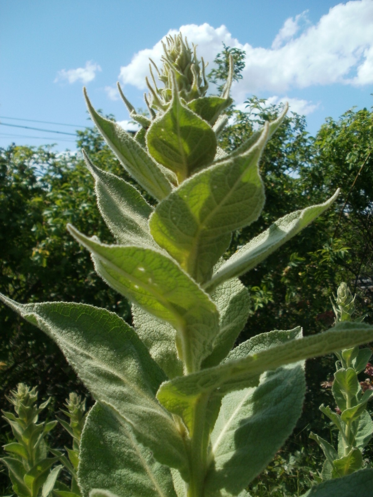 1000 Mullein Seeds – Verbascum thapsus – Herb – Great Mullein