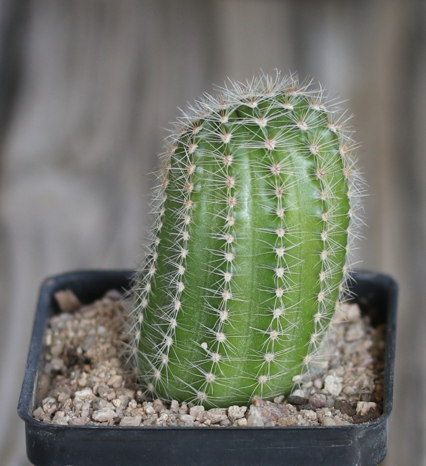 Echinopsis hybrid ‘Ishtar’
