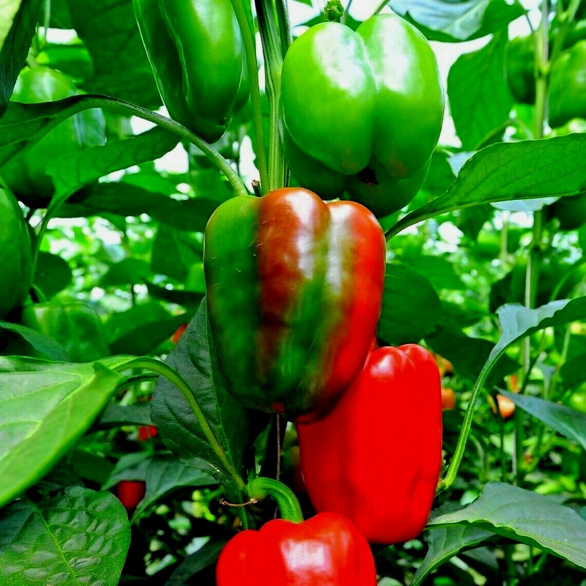 101+CALIFORNIA Wonder Sweet BELL PEPPER Seeds Organic Vegetable Garden Container