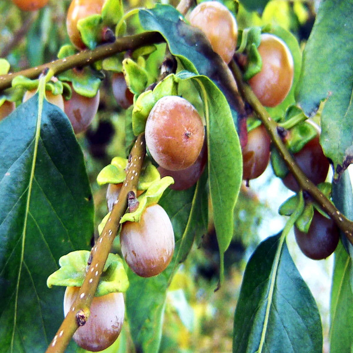 10 DATE PLUM FRUIT TREE SEEDS (Diospyros Lotus) “MEDITERRANEAN PERSIMMON” PLANT