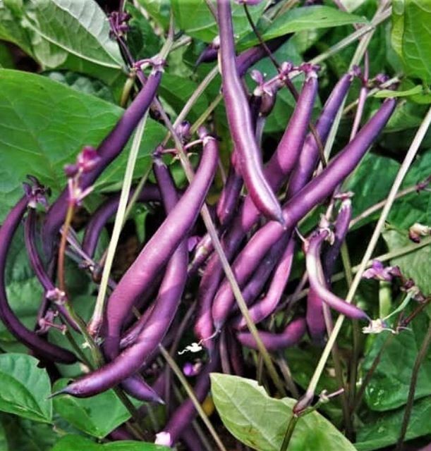 ROYAL BURGUNDY BUSH Bean Seeds, Heirloom Seeds – NON GMO, Every kids favorite.