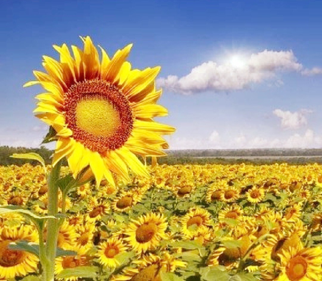 40 Seeds Colorful Sunflower Multi-head dense Sunflower seeds Non-GMO Individual
