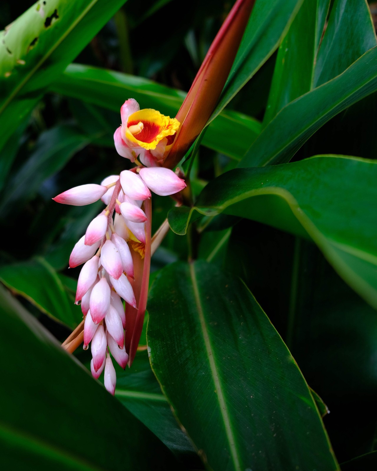 5 KAT GINGER Pink & Yellow Shell Alpinia Katsumadai Hayata Flower Herb Seeds