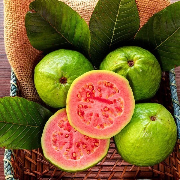 50pcs Tropical Strawberry Guava Organic Pink Guava Seeds – Exotic Flavors