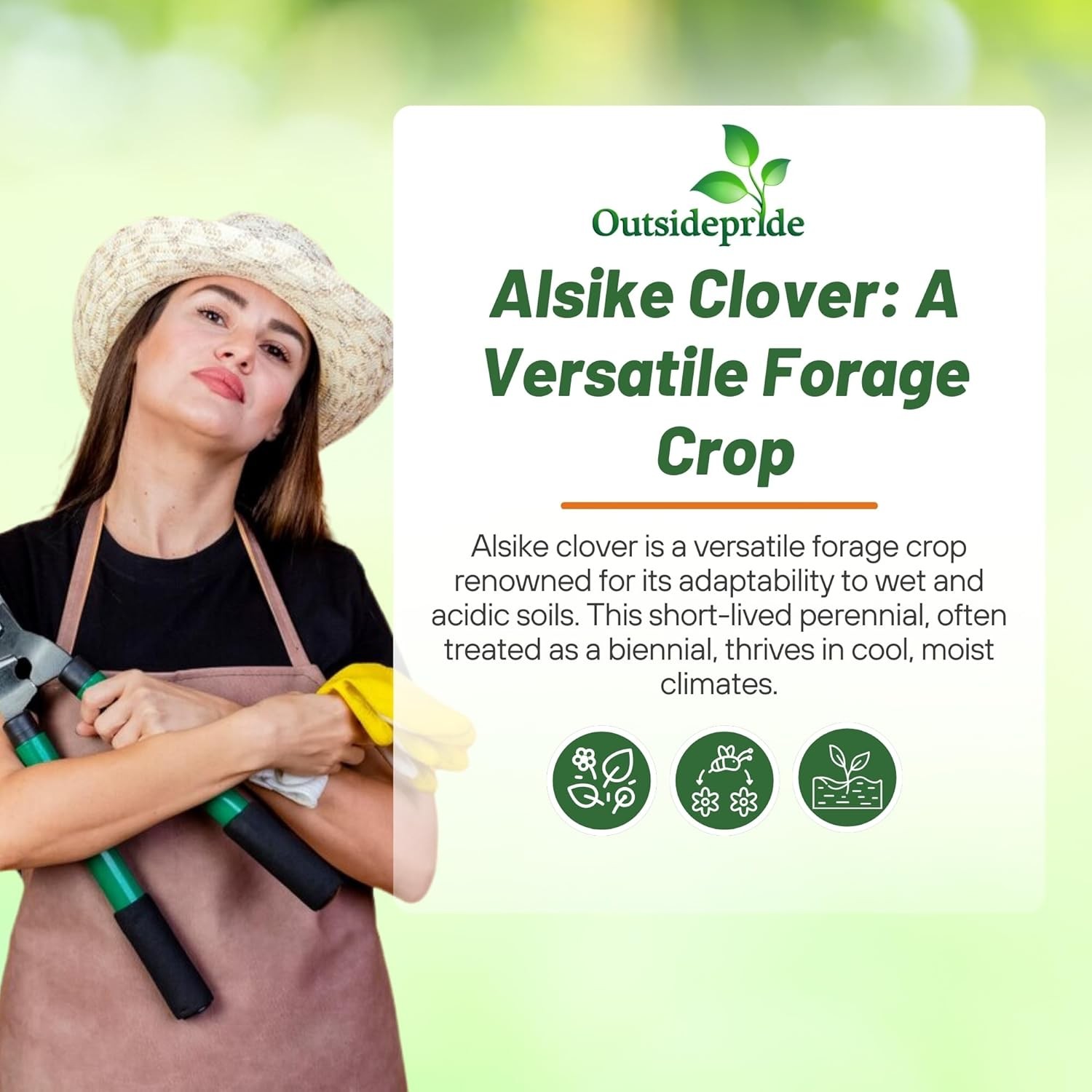 10 LBS – Inoculated Alsike Clover Seed From Outsidepride – Trifolium Hybridum