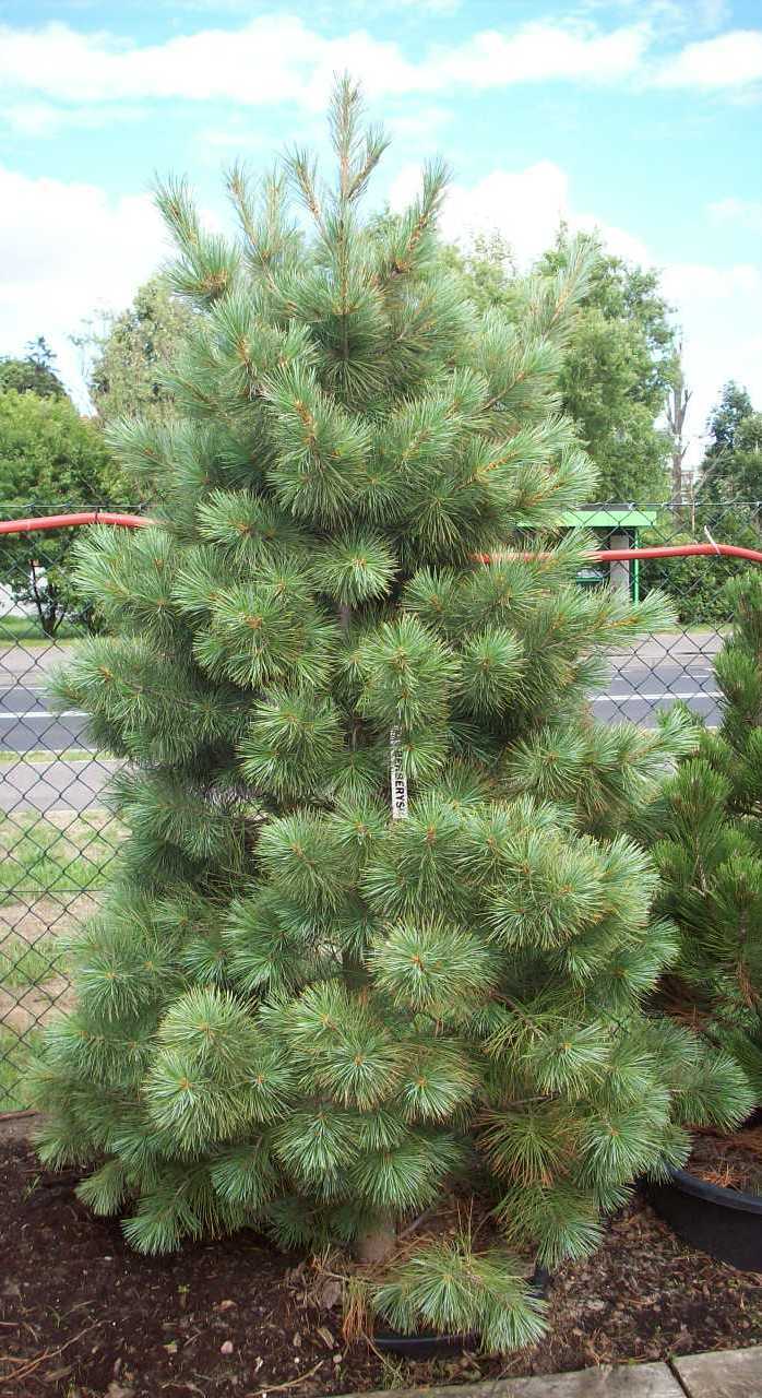 Western White Pine, Pinus monticola, Tree Seeds (Fast, Hardy, Fragrant, Bonsai)