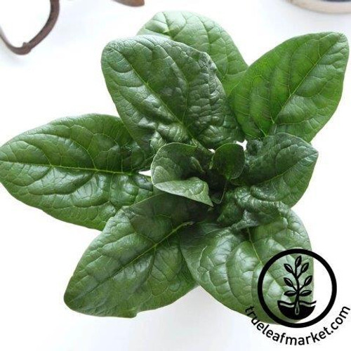 Carmel Hybrid Spinach: 500 Seeds