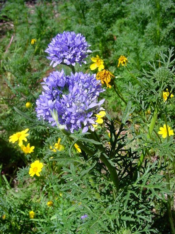 401+GLOBE GILIA THIMBLE Flower Seeds Native Southwest Wildflower Drought Heat