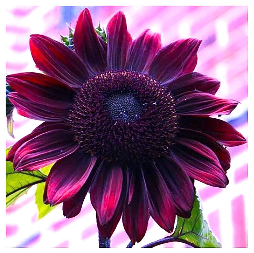 Chocolate Cherry Sunflower Seeds to Plant – Heirloom & Non-GMO – Package 50+ …