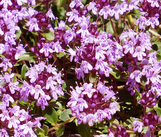 CREEPING THYME Thymus Serpyllum – 100,000 Bulk Seeds